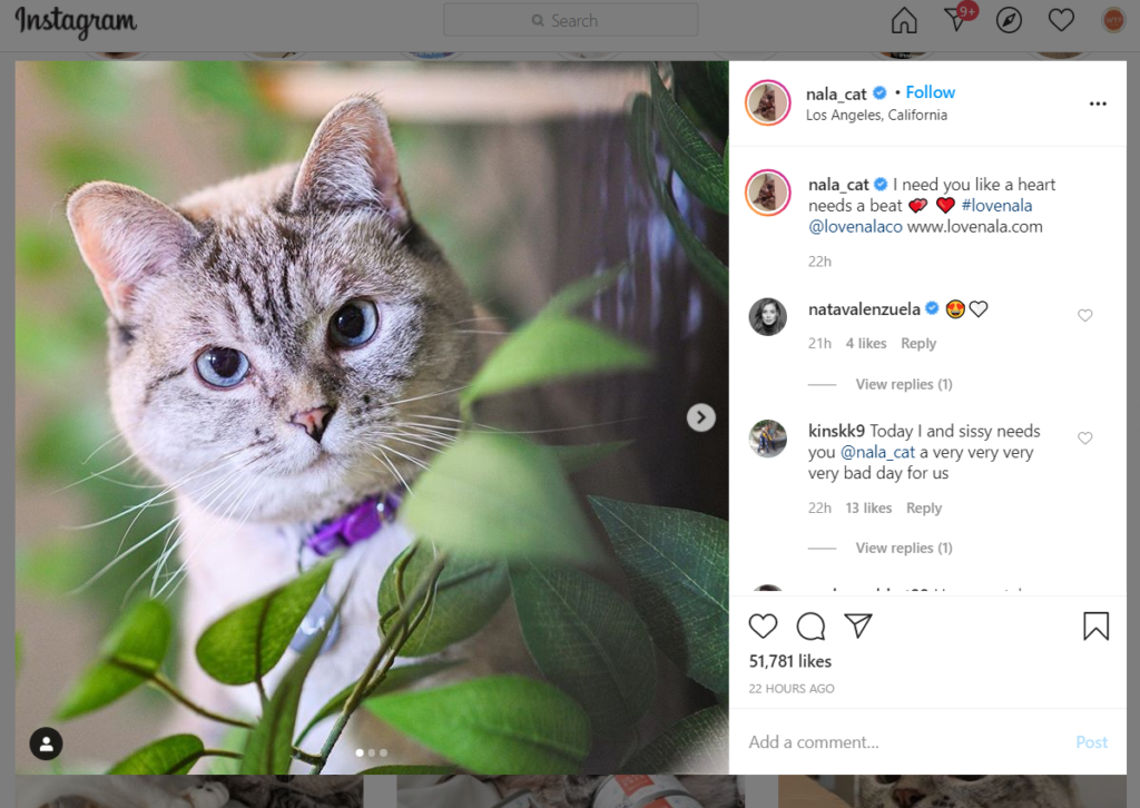 Cat Instagram Account