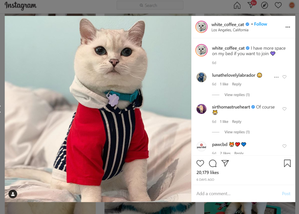 Cat Instagram Account